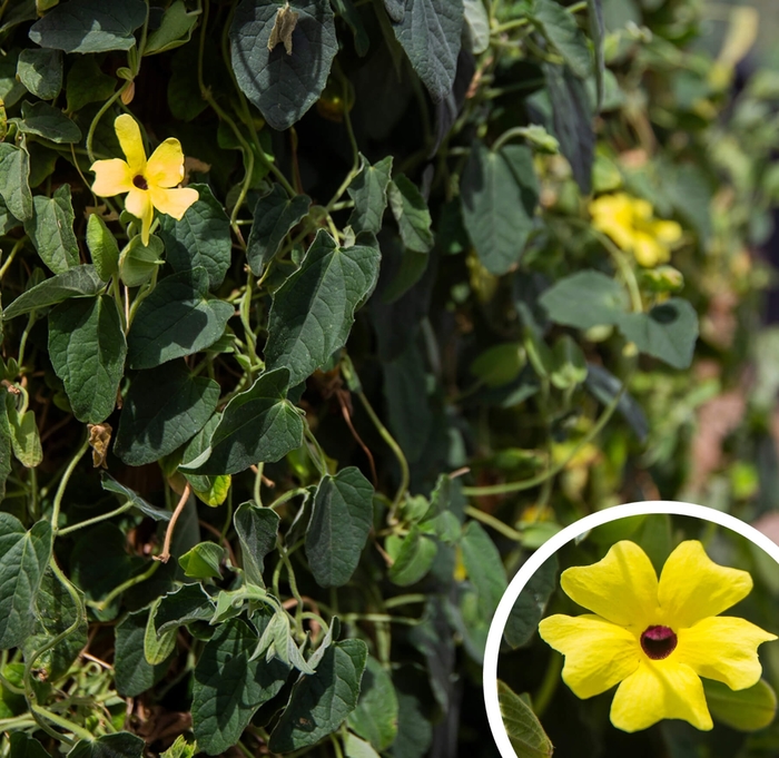 Black-Eyed Susan Vine - Thunbergia alata from Whitfill Nursery