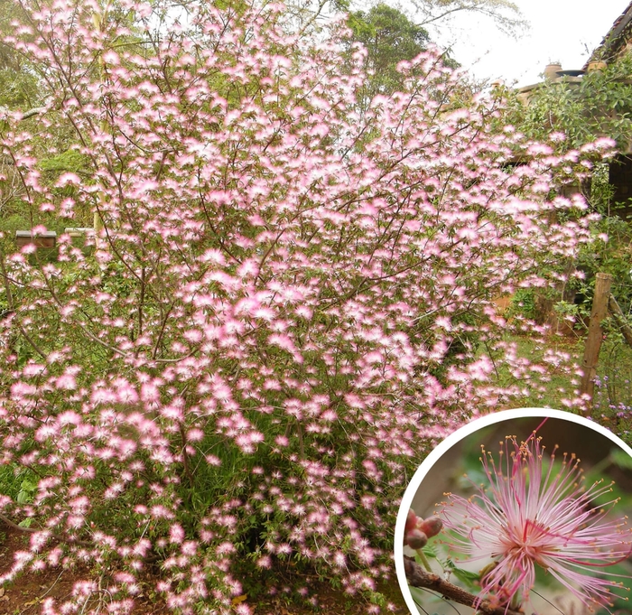 Pink Fairy Duster - Calliandra eriophylla from Whitfill Nursery