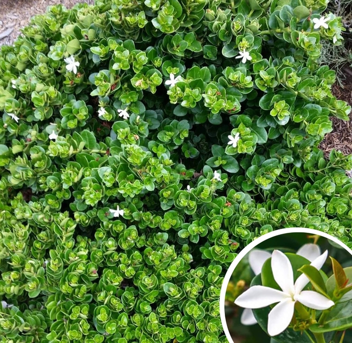 Boxwood Beauty Natal Plum - Carissa macrocarpa 'Boxwood Beauty' from Whitfill Nursery