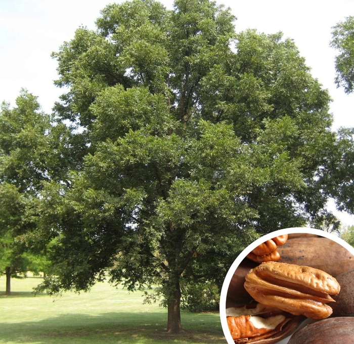 Pecan Tree - Carya illinoinensis from Whitfill Nursery