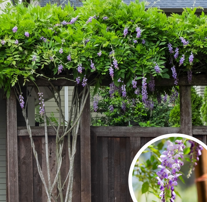 Chinese Wisteria - Wisteria sinensis from Whitfill Nursery