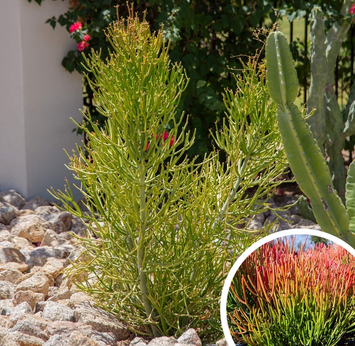 Firesticks Euphorbia - Euphorbia tirucalli from Whitfill Nursery