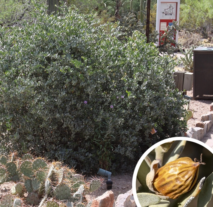 Jojoba (Goat Nut) - Simmondsia chinensis from Whitfill Nursery