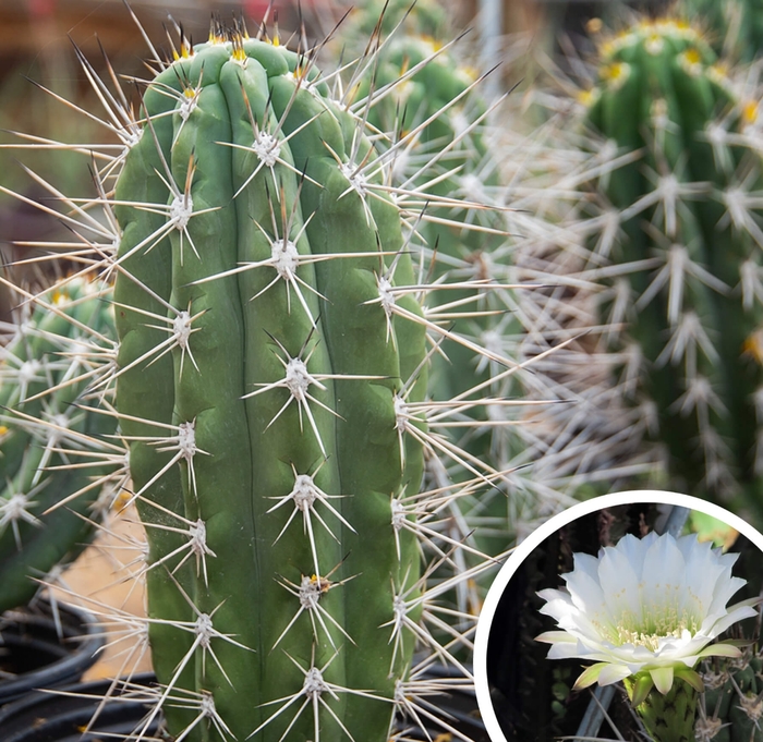 Argentine Toothpick Cactus - Stetsonia coryne from Whitfill Nursery
