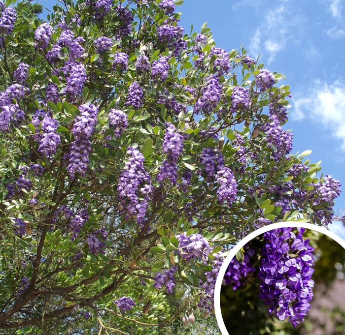 Texas Mountain Laurel - Sophora secundiflora from Whitfill Nursery