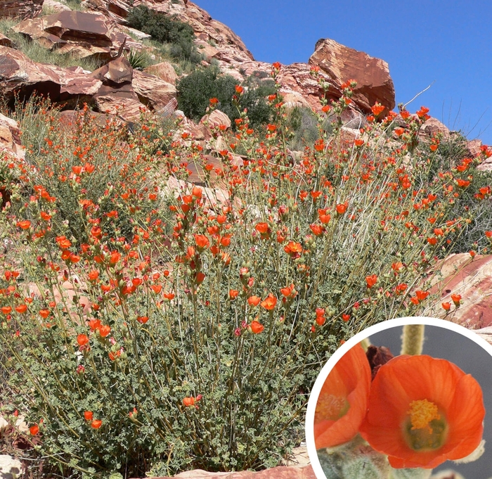 Globe Mallow - Sphaeralcea ambigua from Whitfill Nursery