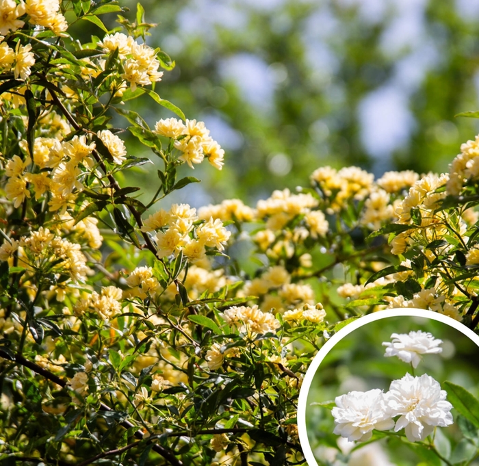 Lady Bank's (Tombstone) Rose - Rosa banksiae from Whitfill Nursery