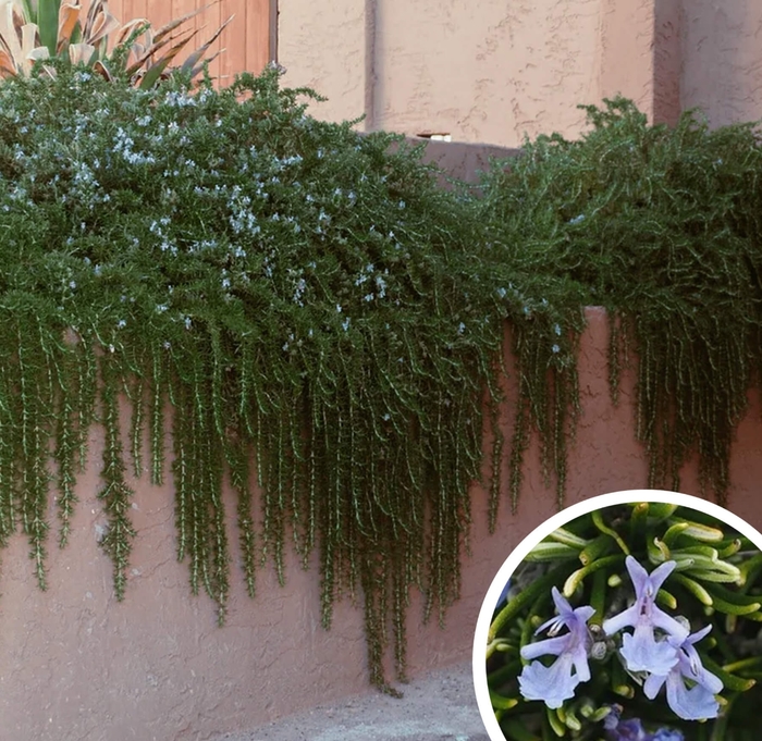 Trailing Rosemary - Rosmarinus officinalis 'Prostratus' from Whitfill Nursery