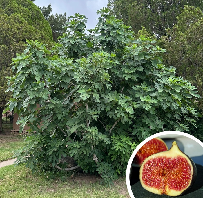 Common Fig - Ficus carica from Whitfill Nursery