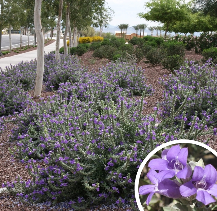 Blue Bells - Eremophila hygrophana 'Blue Bells' from Whitfill Nursery