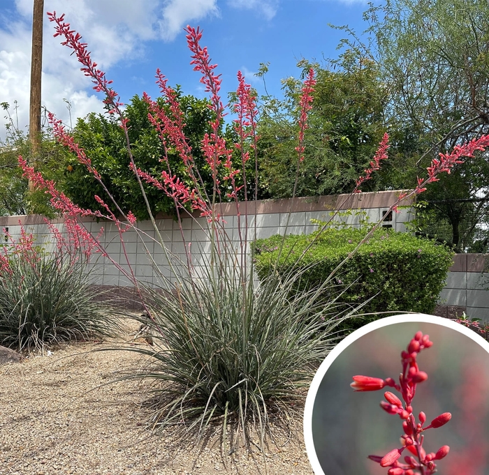 Red Yucca - Hesperaloe parviflora from Whitfill Nursery