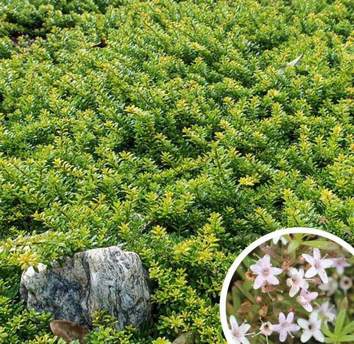 Creeping Myoporum - Myoporum parvifolium from Whitfill Nursery