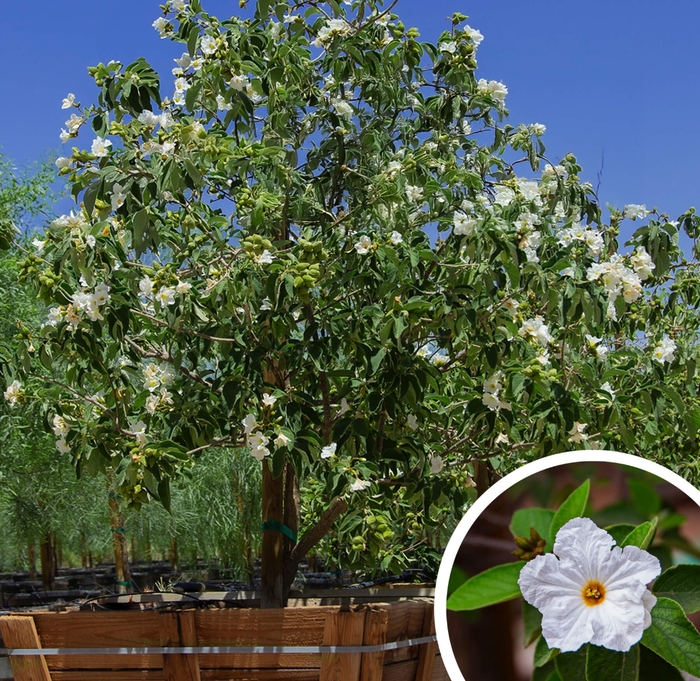 Texas Olive - Cordia boissieri from Whitfill Nursery