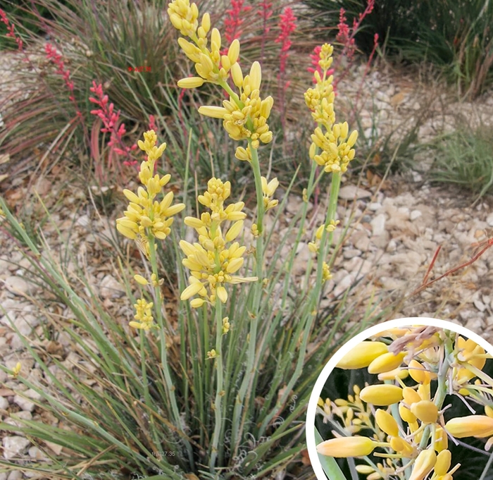 Yellow Yucca - Hesperaloe parviflora 'Yellow' from Whitfill Nursery