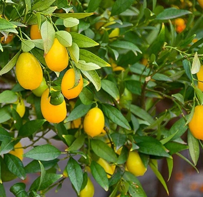 Limequat - Citrus floridana from Whitfill Nursery
