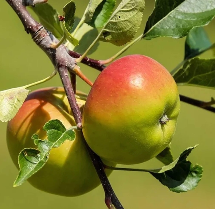 Anna Apple - Malus domestica 'Anna' from Whitfill Nursery