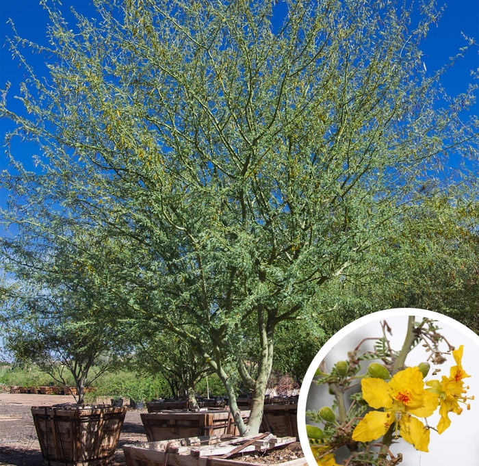 Palo Brea - Parkinsonia praecox (Cercidium praecox) from Whitfill Nursery