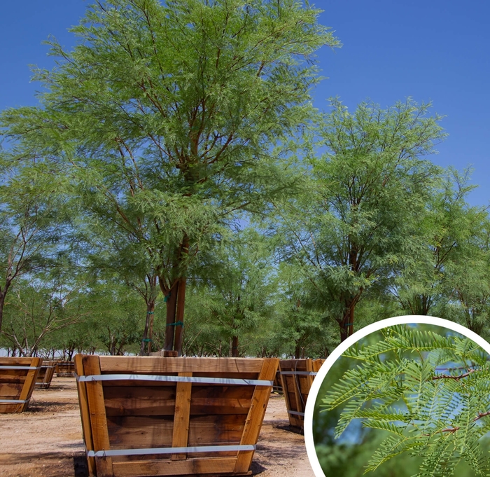 Cooper's Mesquite - Prosopis alba 'Cooperi' from Whitfill Nursery