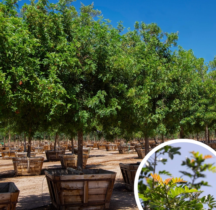 Brazilian Pepper Trees - Schinus terebinthifolius from Whitfill Nursery