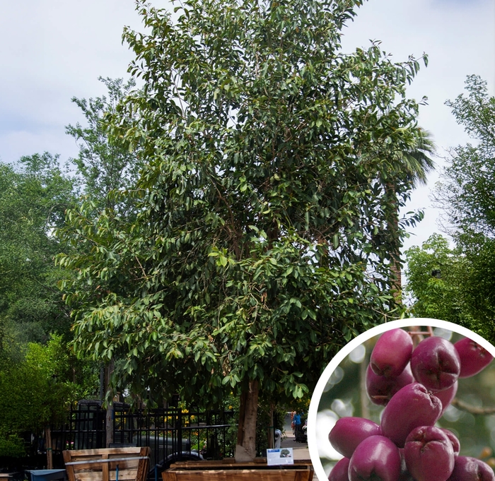 Jamun Plum - Syzygium jambolana from Whitfill Nursery