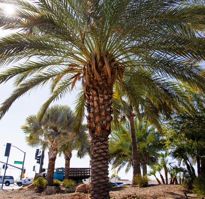 Date Palm - Phoenix dactylifera from Whitfill Nursery