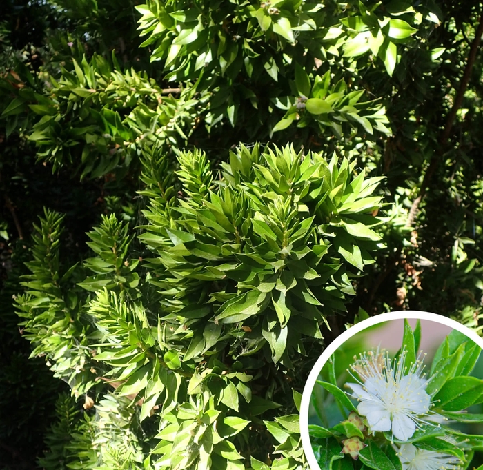 Twisted Myrtle - Myrtus communis 'Boetica' from Whitfill Nursery