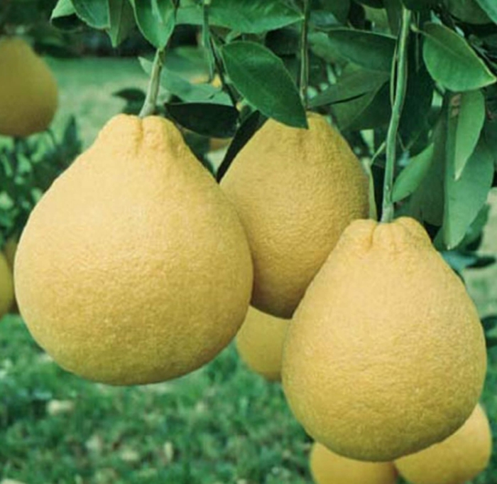 Pummelo - Citrus maxima from Whitfill Nursery