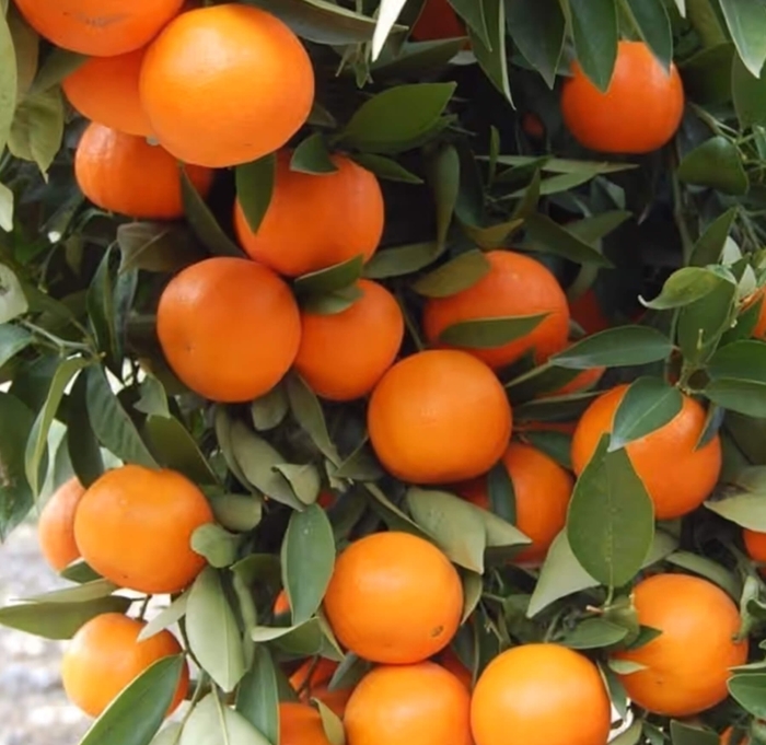 Daisy Mandarin - Citrus reticulata 'Daisy' from Whitfill Nursery