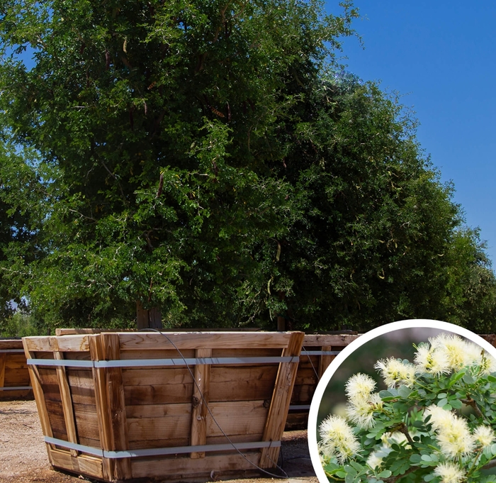 Texas Ebony - Ebenopsis ebano x Pithecellobium flexicaule from Whitfill Nursery