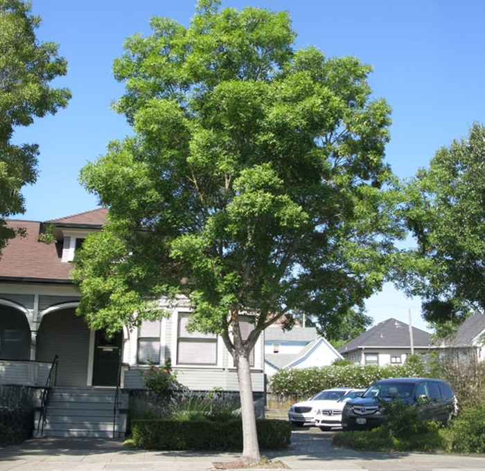 Raywood Ash - Fraxinus angustifolia from Whitfill Nursery
