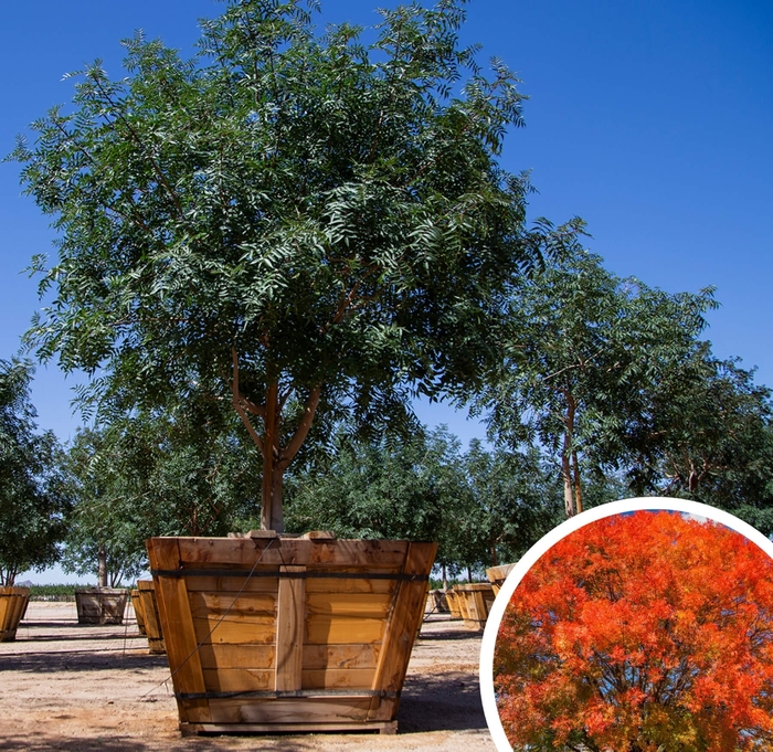Red Push Chinese Pistache - Pistacia chinensis 'Red Push' from Whitfill Nursery