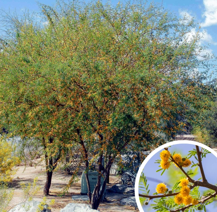 Sweet Acacia - Vachellia farnesiana (Acacia farnesiana) from Whitfill Nursery