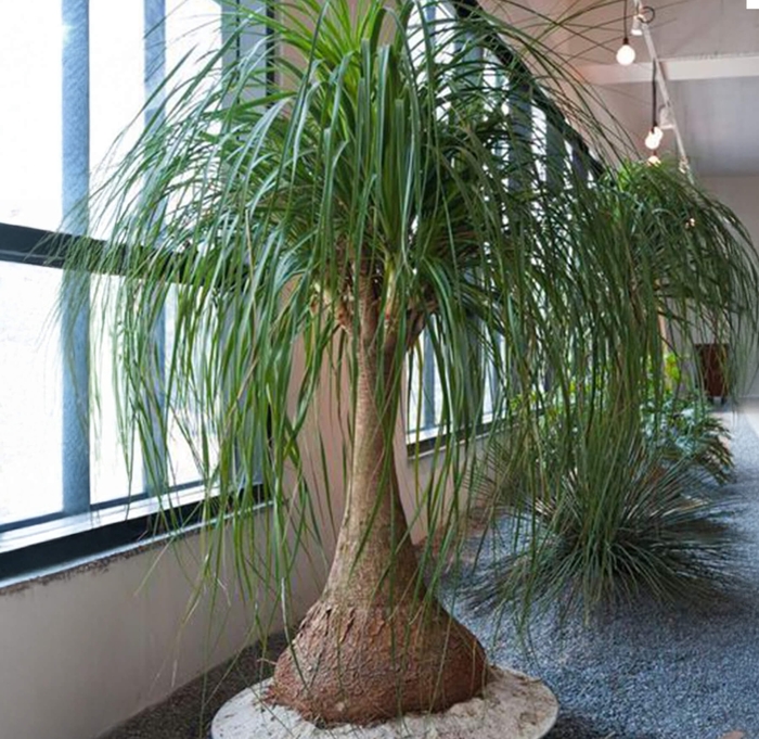 Pony Tail Palm - Beaucarnea recurvata from Whitfill Nursery
