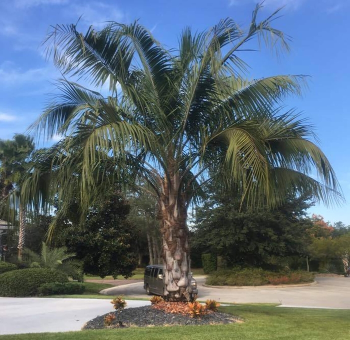 Mule Palm - Butiagrus nabonnandii from Whitfill Nursery