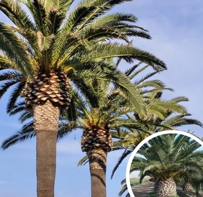 Canary Island Date Palm - Phoenix canariesis from Whitfill Nursery