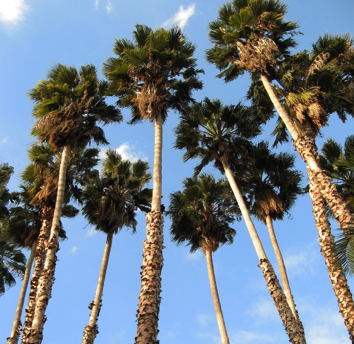 Mexican Fan Palm - Washingtonia robusta from Whitfill Nursery