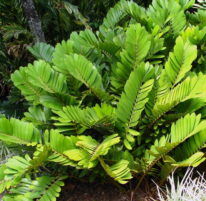 Cardboard Palm - Zamia furfuracea from Whitfill Nursery