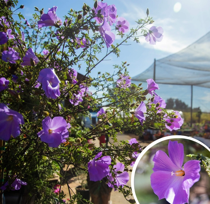 Blue Hibiscus - Alyogyne huegelii 'Santa Cruz' from Whitfill Nursery