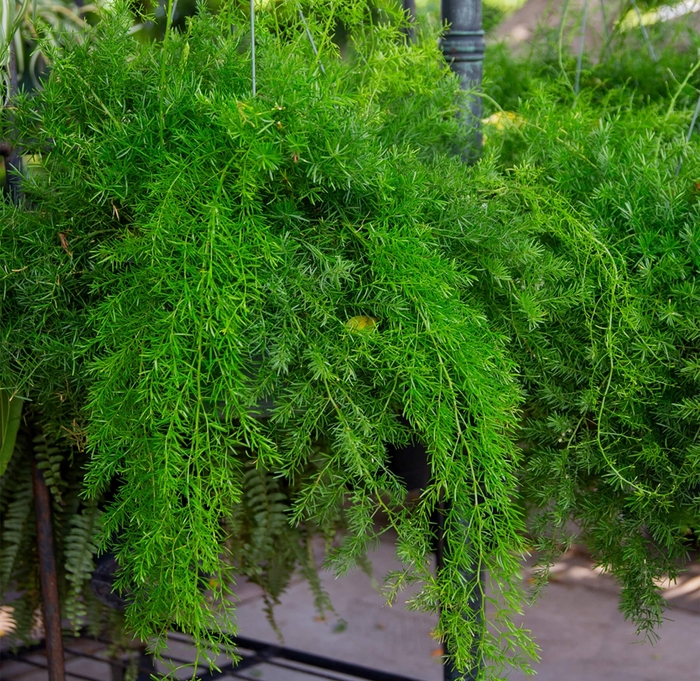 Asparagus Fern - Asparagus densiflorus 'Sprengeri' from Whitfill Nursery
