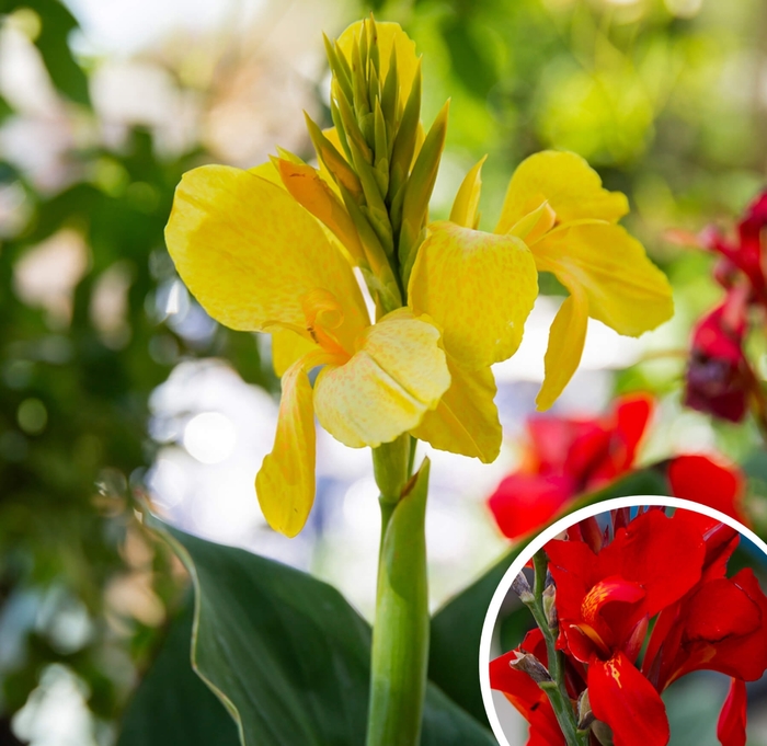 Canna Lily - Canna from Whitfill Nursery