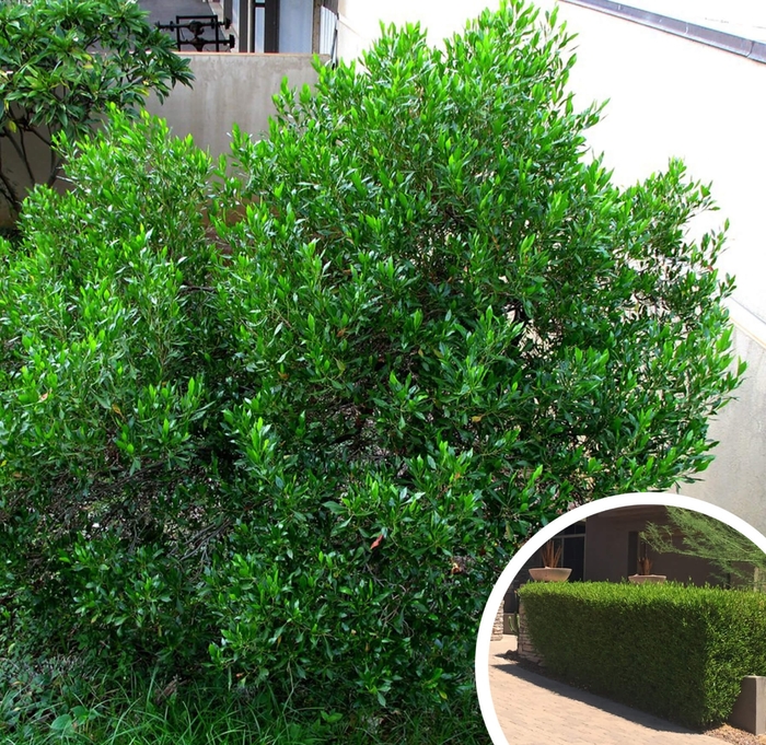 Hopseed - Dodonaea viscosa from Whitfill Nursery