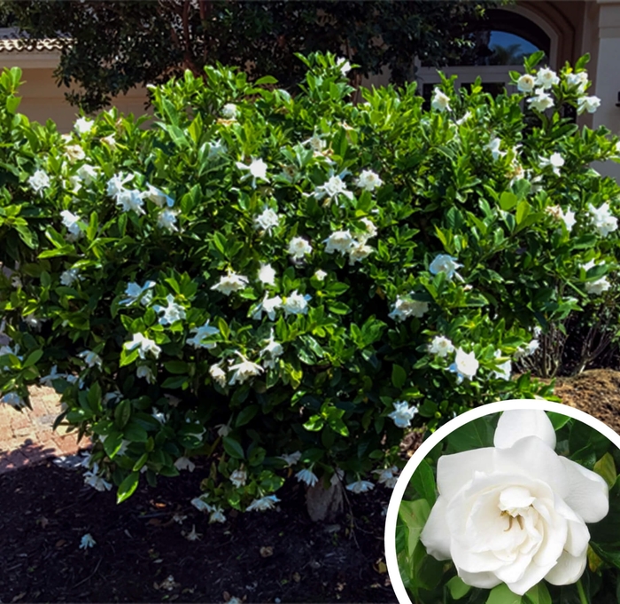 Miami Supreme Gardenia - Gardenia jasminoides 'Miami supreme' from Whitfill Nursery