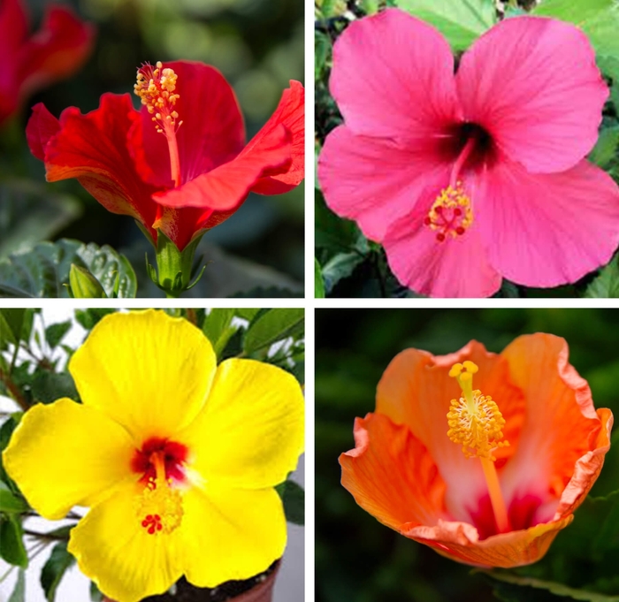 Hibiscus - Hibiscus rosa-sinensis from Whitfill Nursery