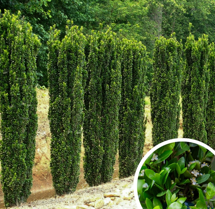 Will Fleming Yaupon Holly - Ilex vomitoria 'Will Fleming' from Whitfill Nursery