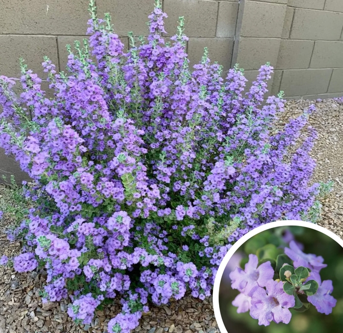 Lynn's Legacy Texas Sage - Leucophyllum langmaniae 'Lynn's Legacy' from Whitfill Nursery