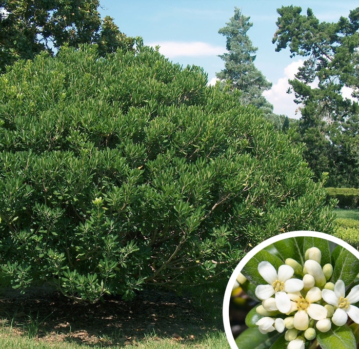 Mock Orange (Pittosporum) - Pittosporum tobira from Whitfill Nursery