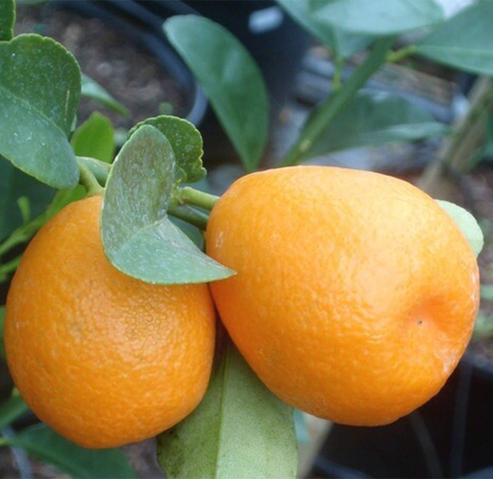 Fukushu Kumquat - Fortunella obovata from Whitfill Nursery