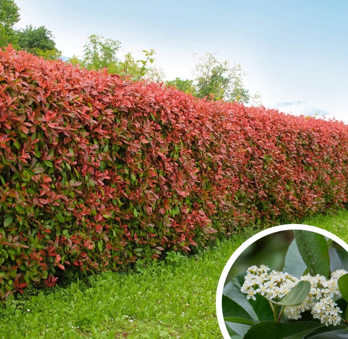 Red Tip Photinia - Photinia fraseri from Whitfill Nursery