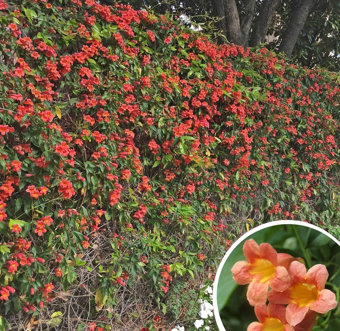 Crossvine (Tangerine Vine) - Bignonia capreolata from Whitfill Nursery