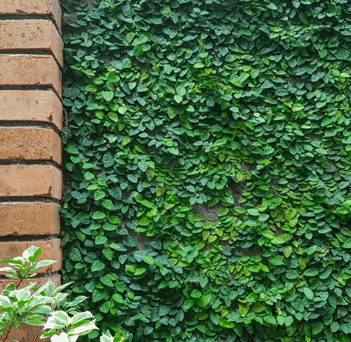 Creeping Fig - Ficus pumila from Whitfill Nursery